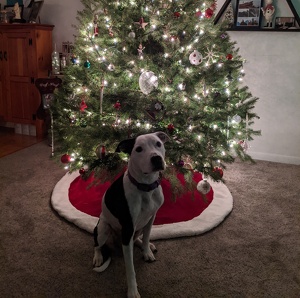 bark in the park petco｜TikTok Search